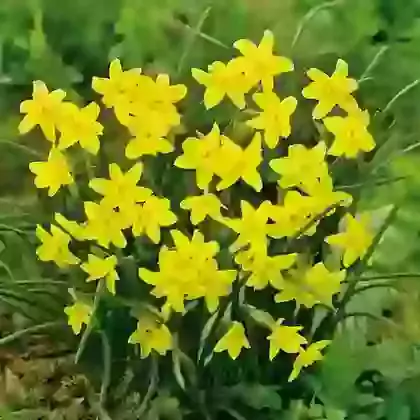 Sabrosa